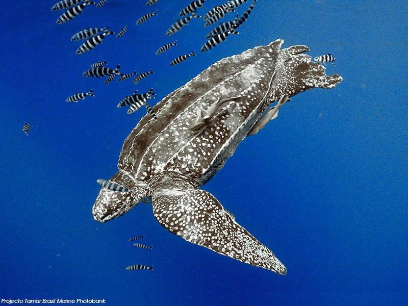 Leatherback Sea Turtle